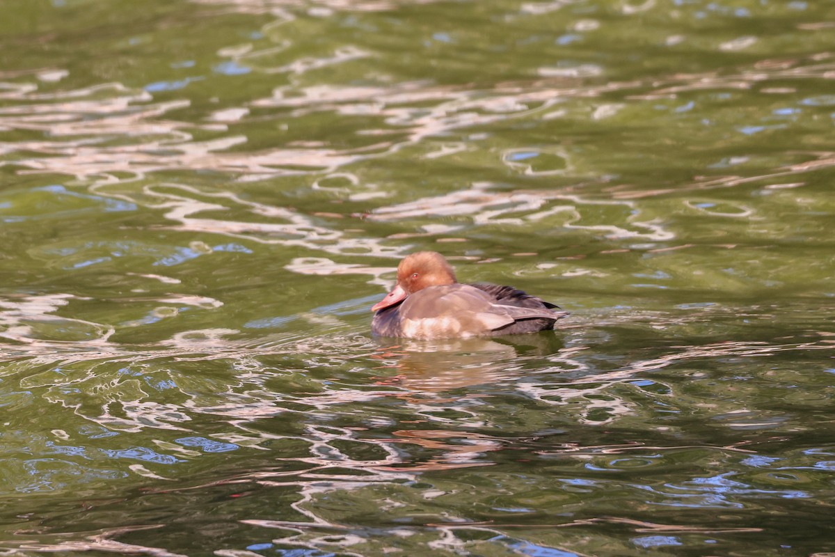 Red-crested Pochard - Andy Wilson