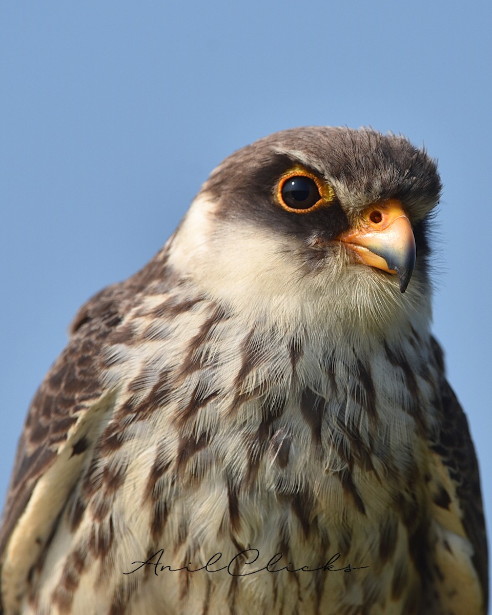 Amur Falcon - ML526298031