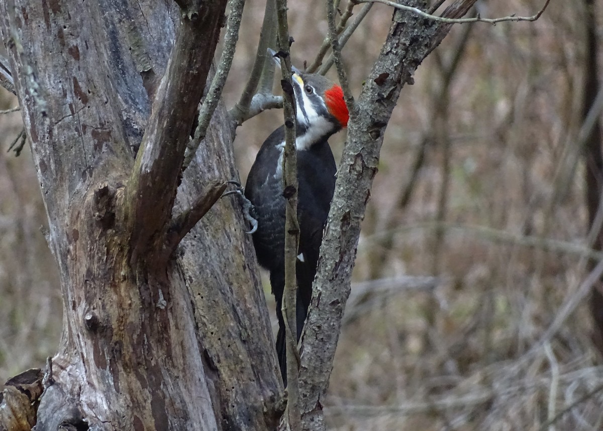 Pileated Woodpecker - ML526298991