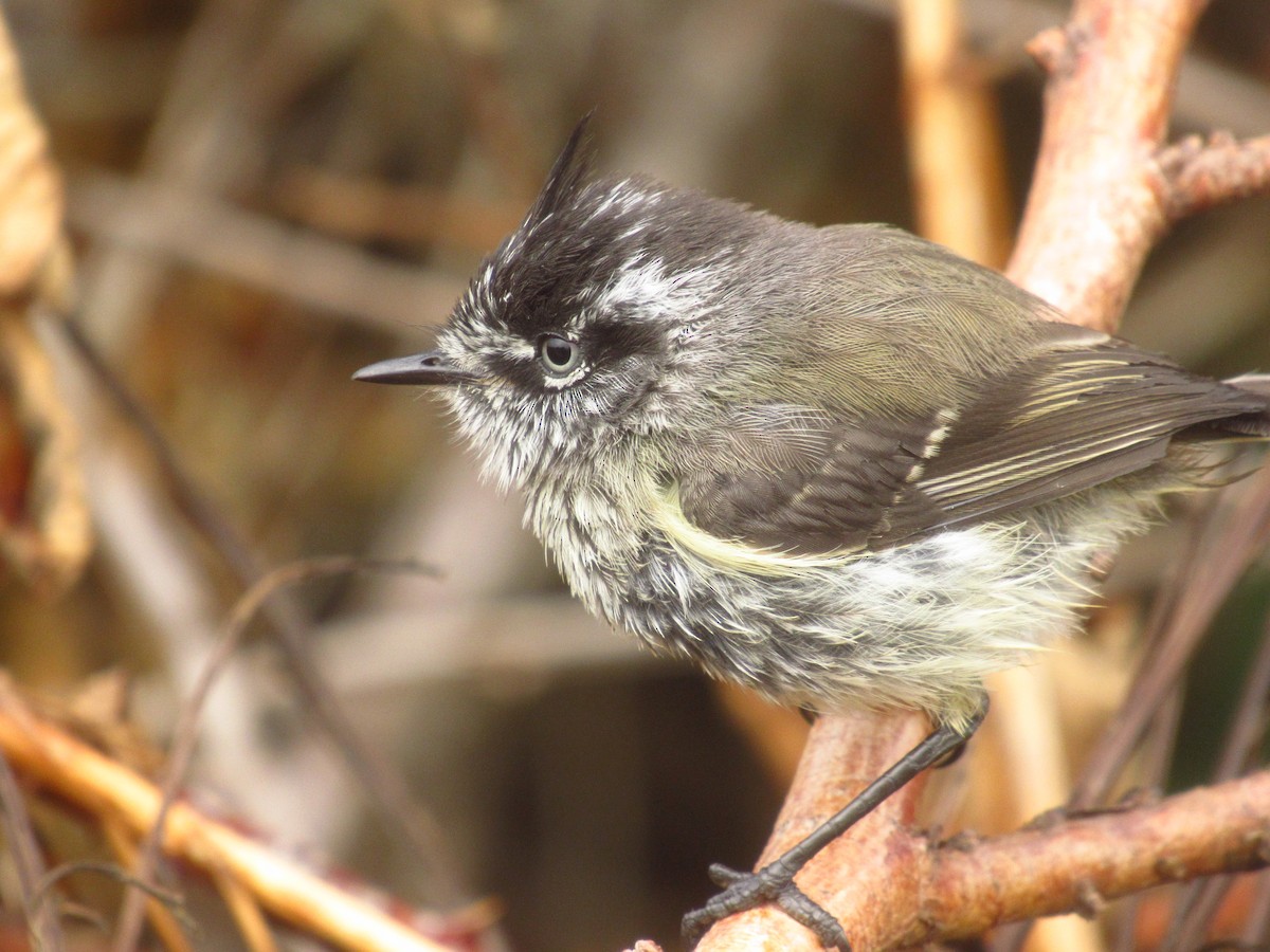 Tufted Tit-Tyrant - ML526299351