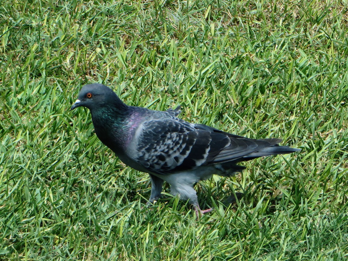 Rock Pigeon (Feral Pigeon) - ML526300521