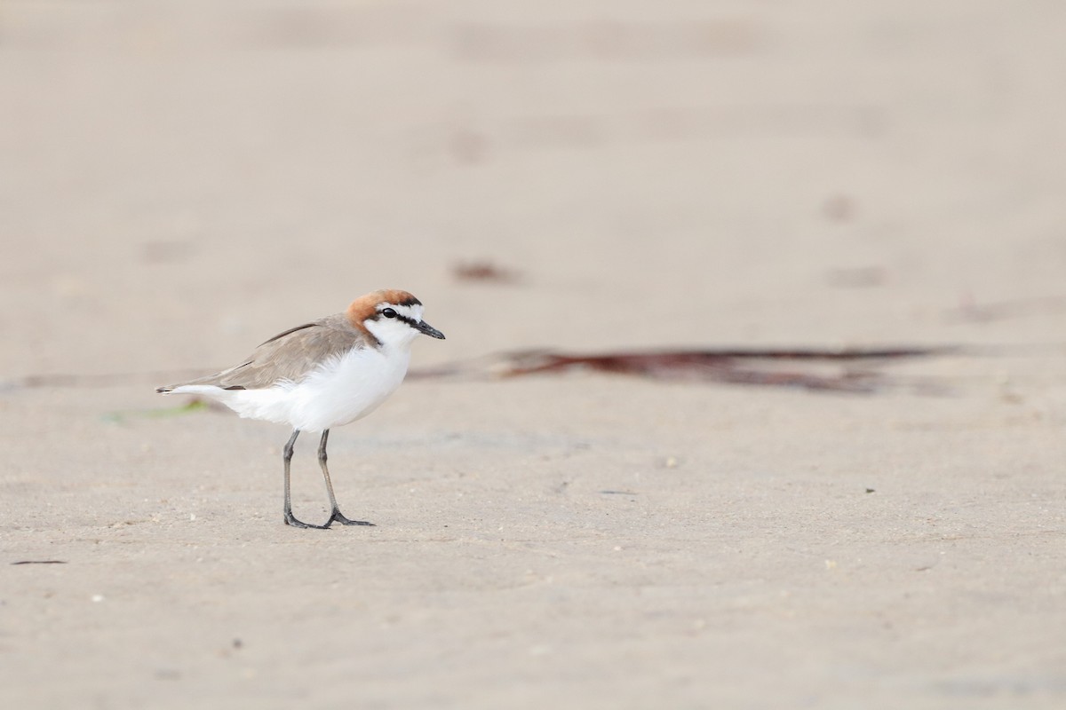 Red-capped Plover - ML526302121