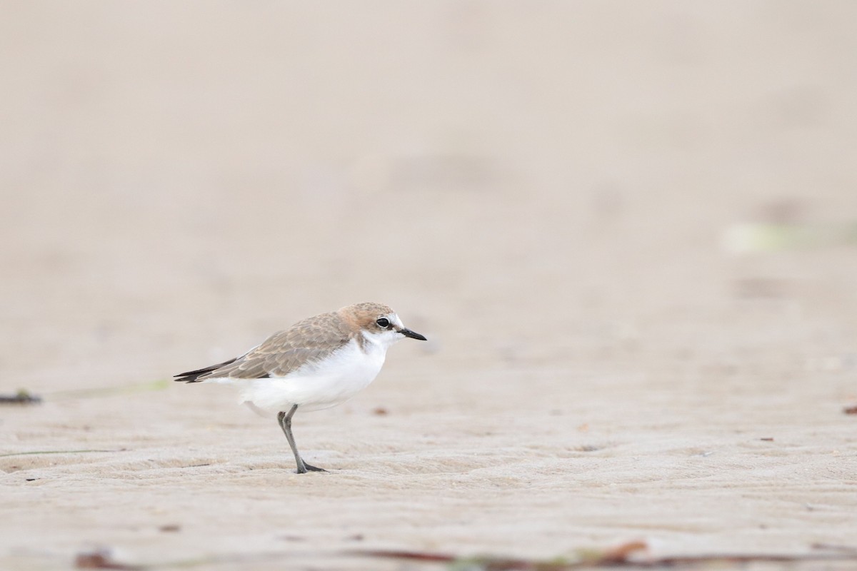 Red-capped Plover - ML526302221