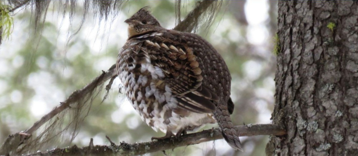 Ruffed Grouse - ML526302791