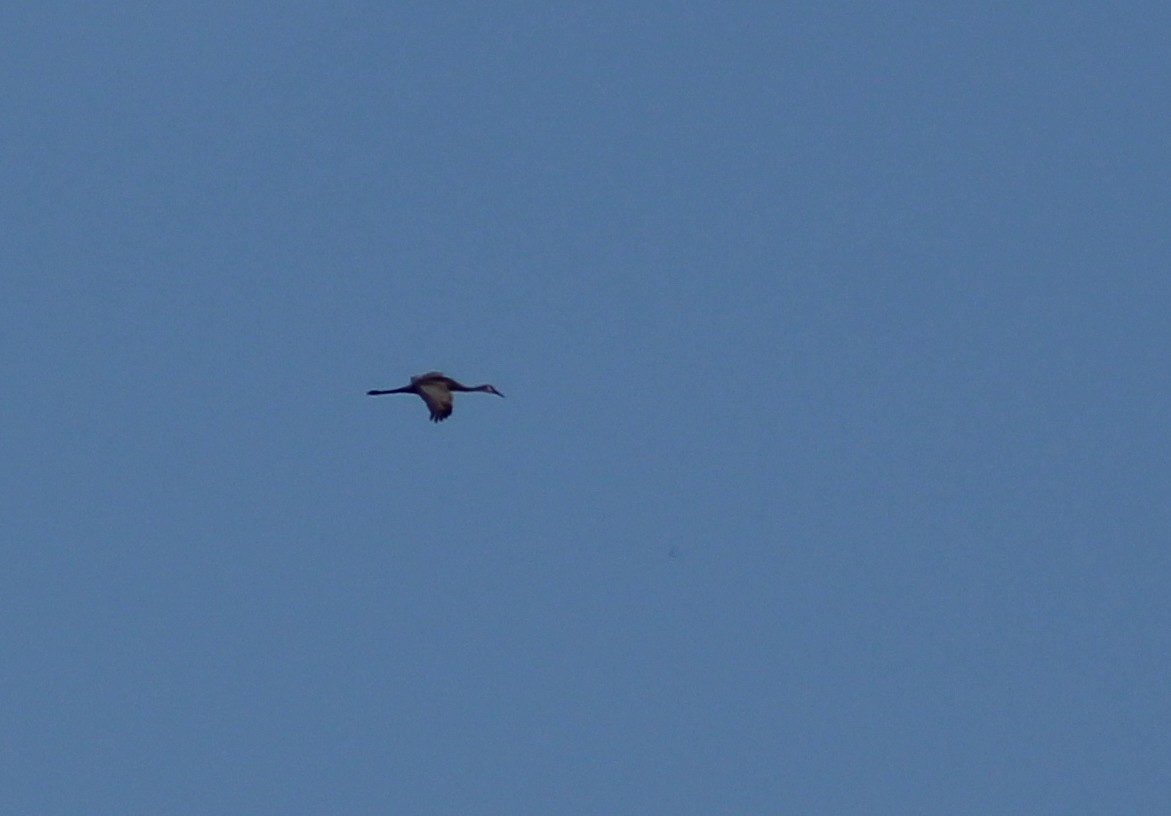 Sandhill Crane - ML52630321