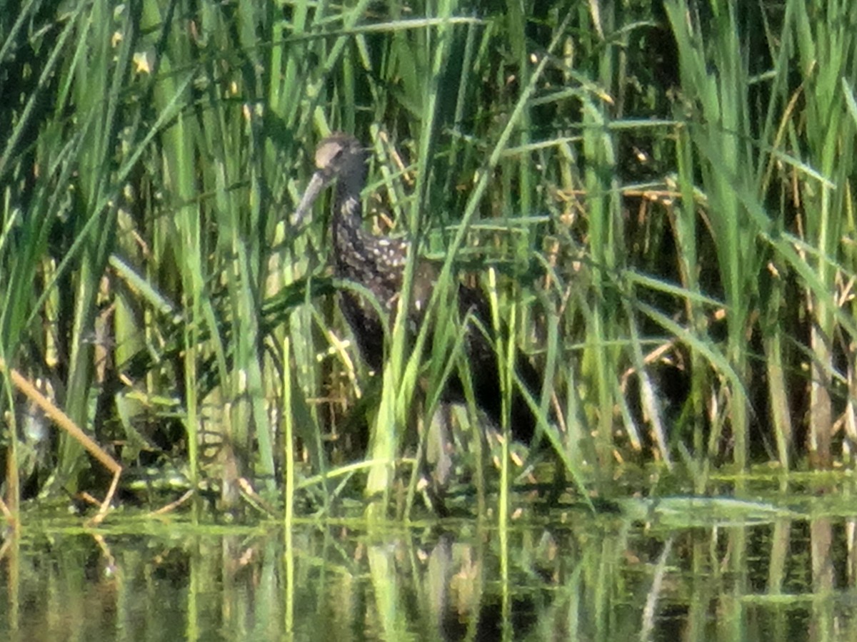 Limpkin (Speckled) - ML526303921