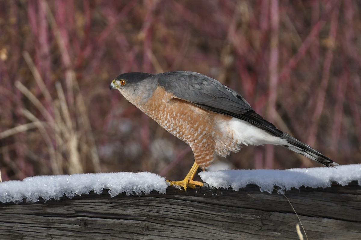 Cooper's Hawk - ML526304061