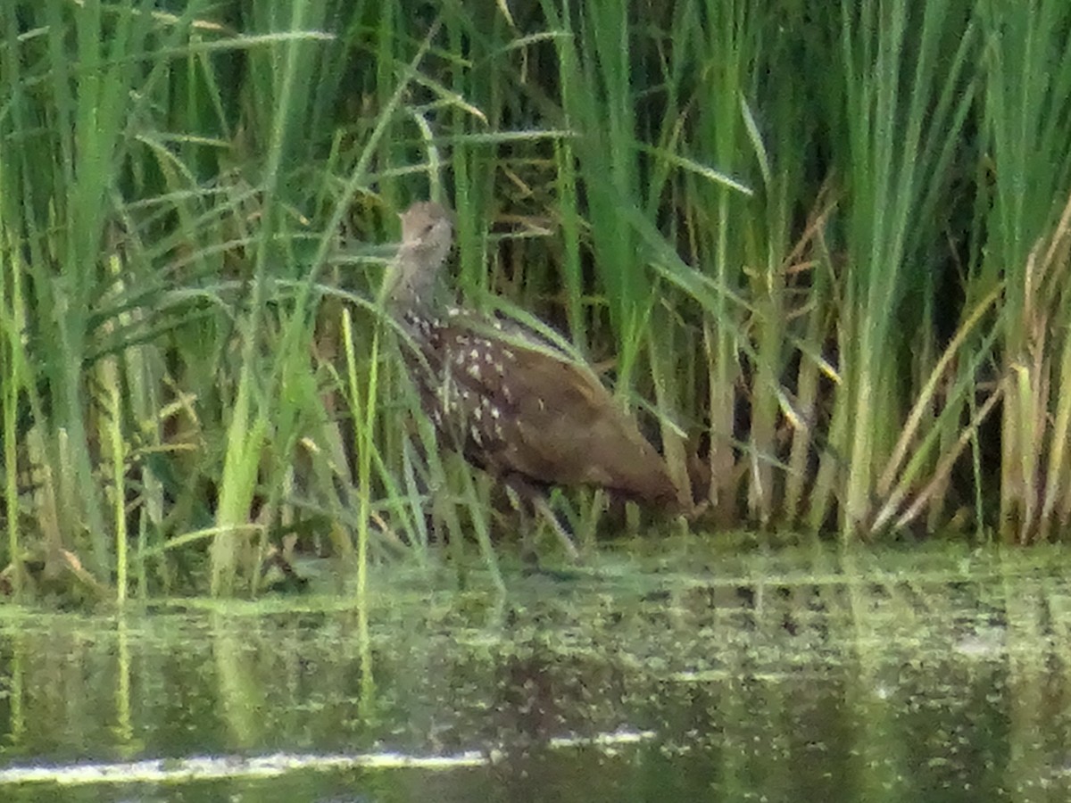 Limpkin (Speckled) - ML526304071