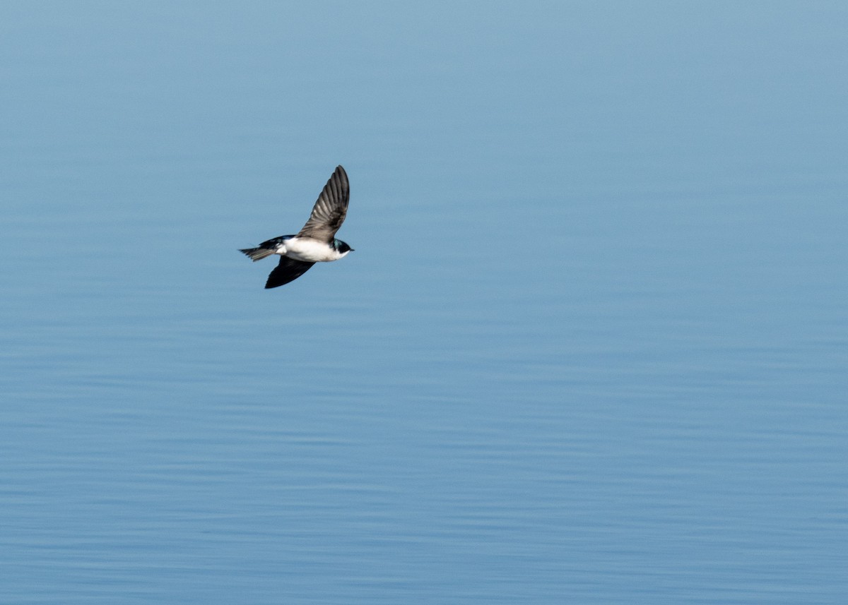 Tree Swallow - ML526304221