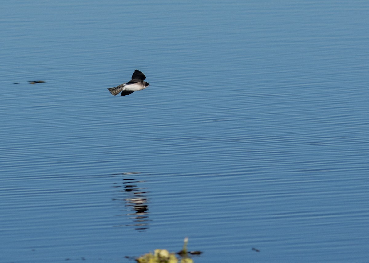 Tree Swallow - ML526304231