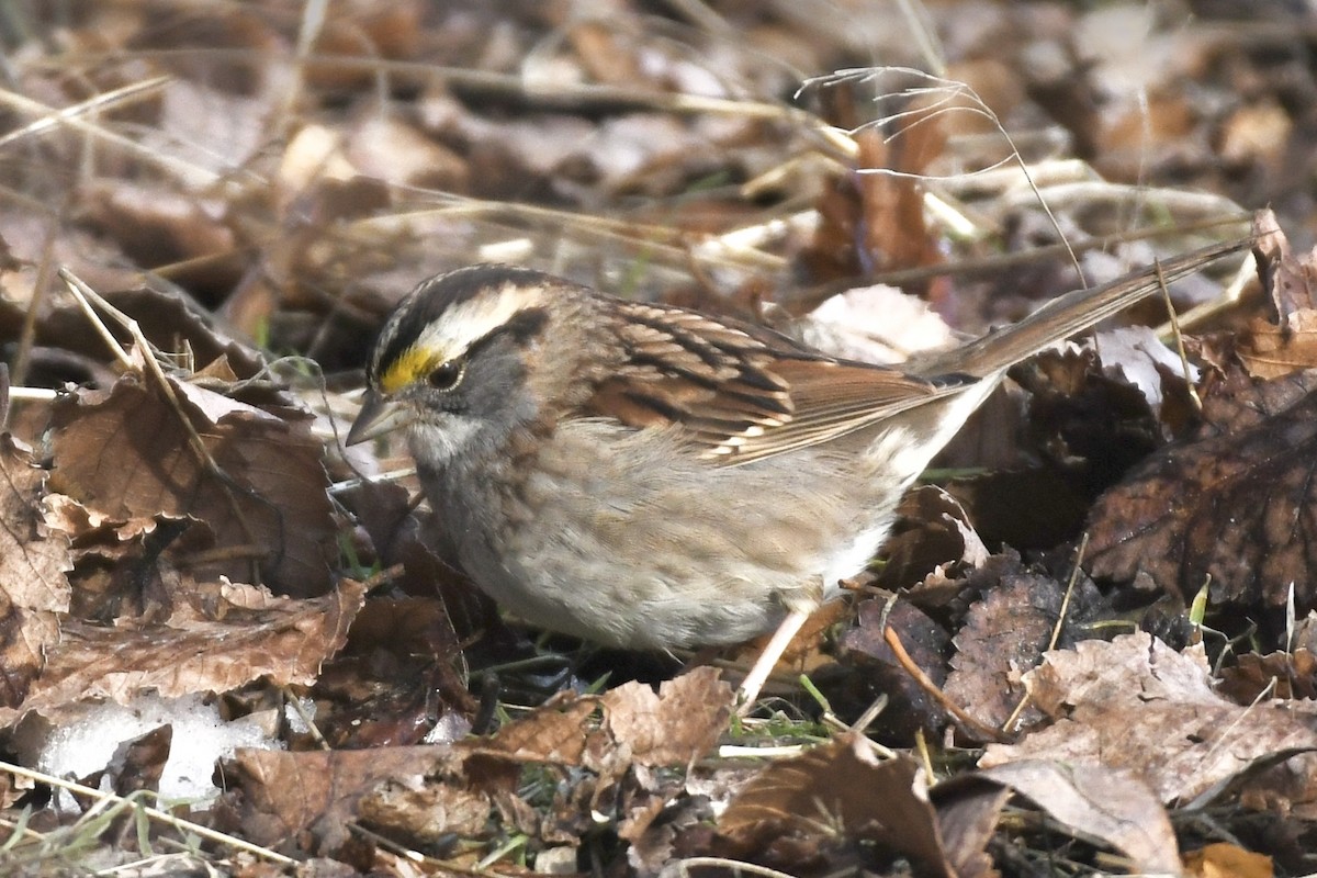 White-throated Sparrow - Kent Kleman