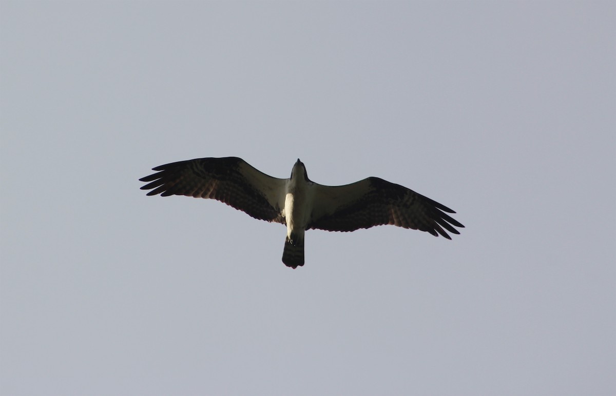 Osprey (carolinensis) - ML52630561