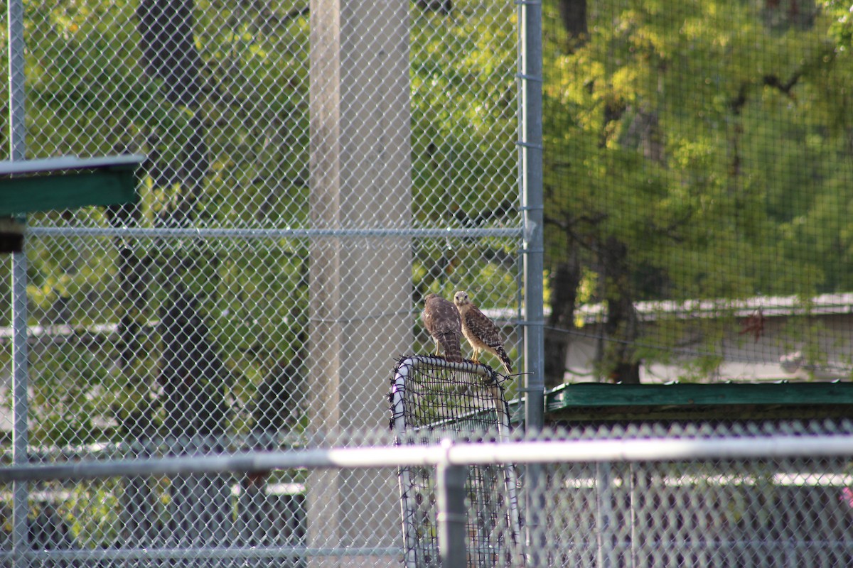 Red-shouldered Hawk - ML52630651