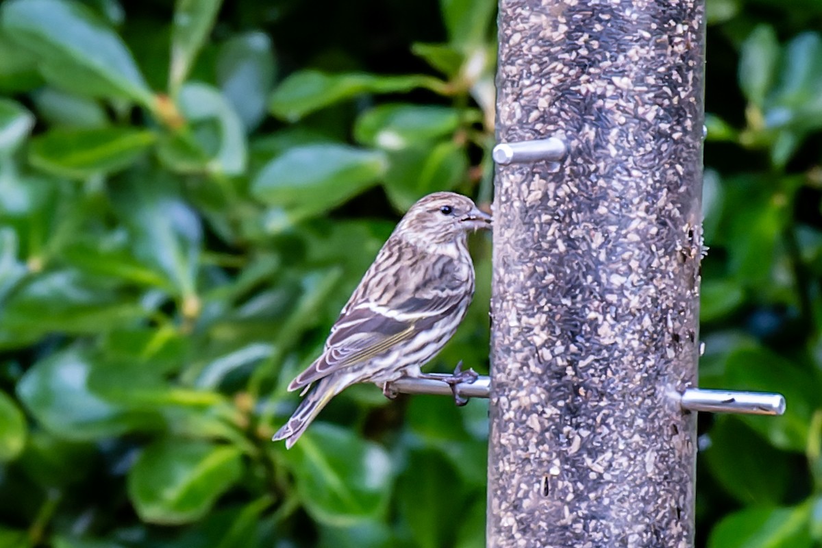 Pine Siskin - ML526306611