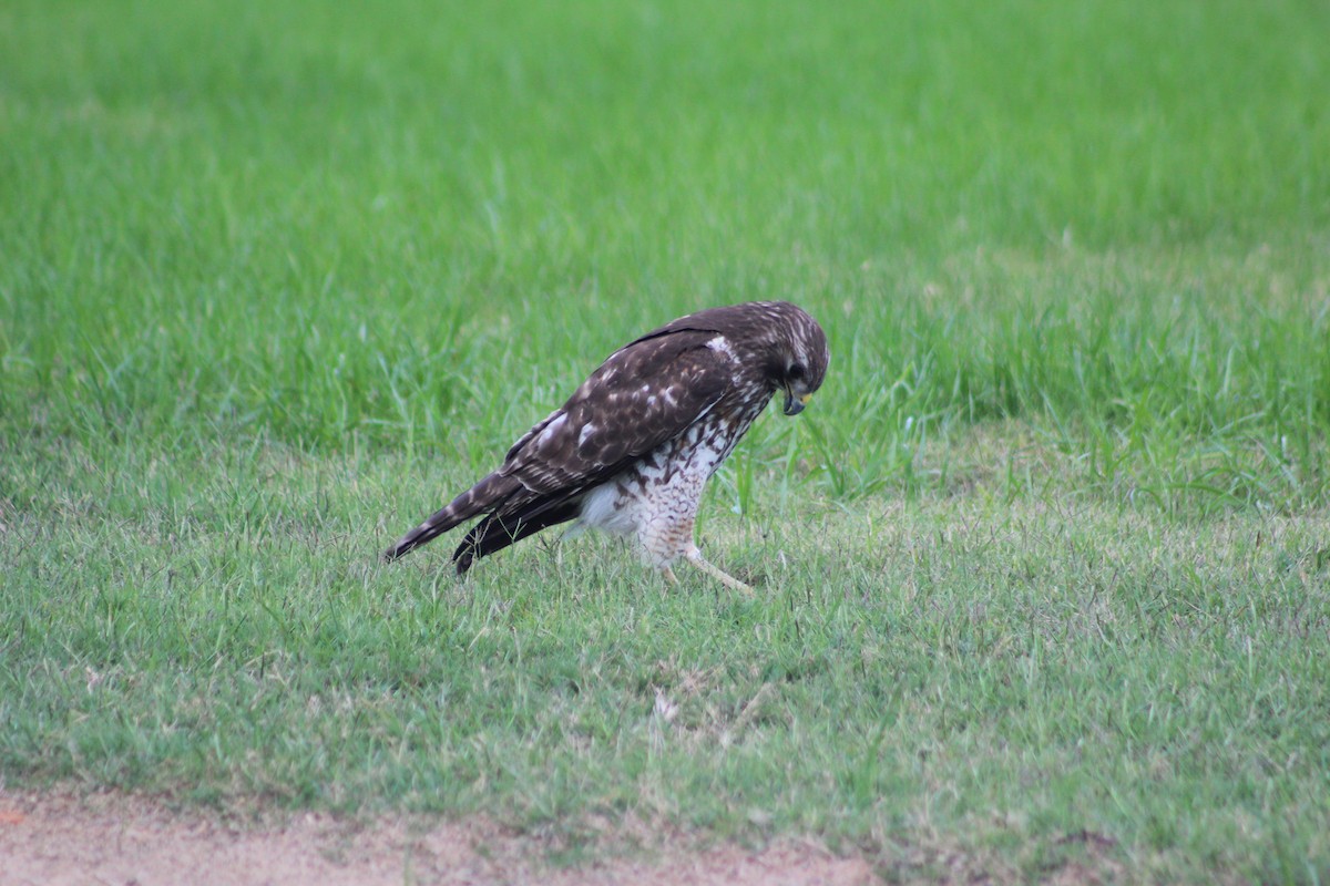 Red-shouldered Hawk - ML52630701