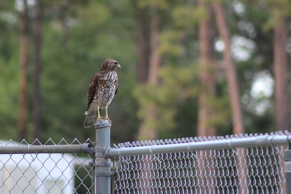 Red-shouldered Hawk - ML52630711