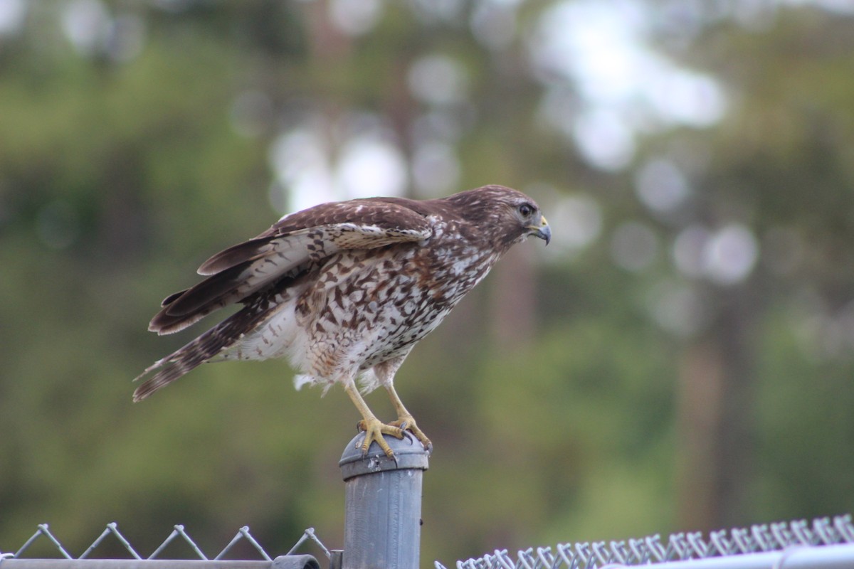 Red-shouldered Hawk - ML52630731