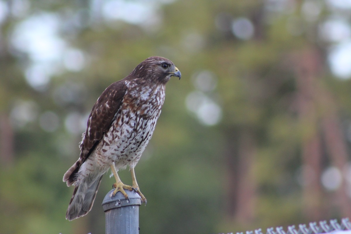Red-shouldered Hawk - Marie Hosch