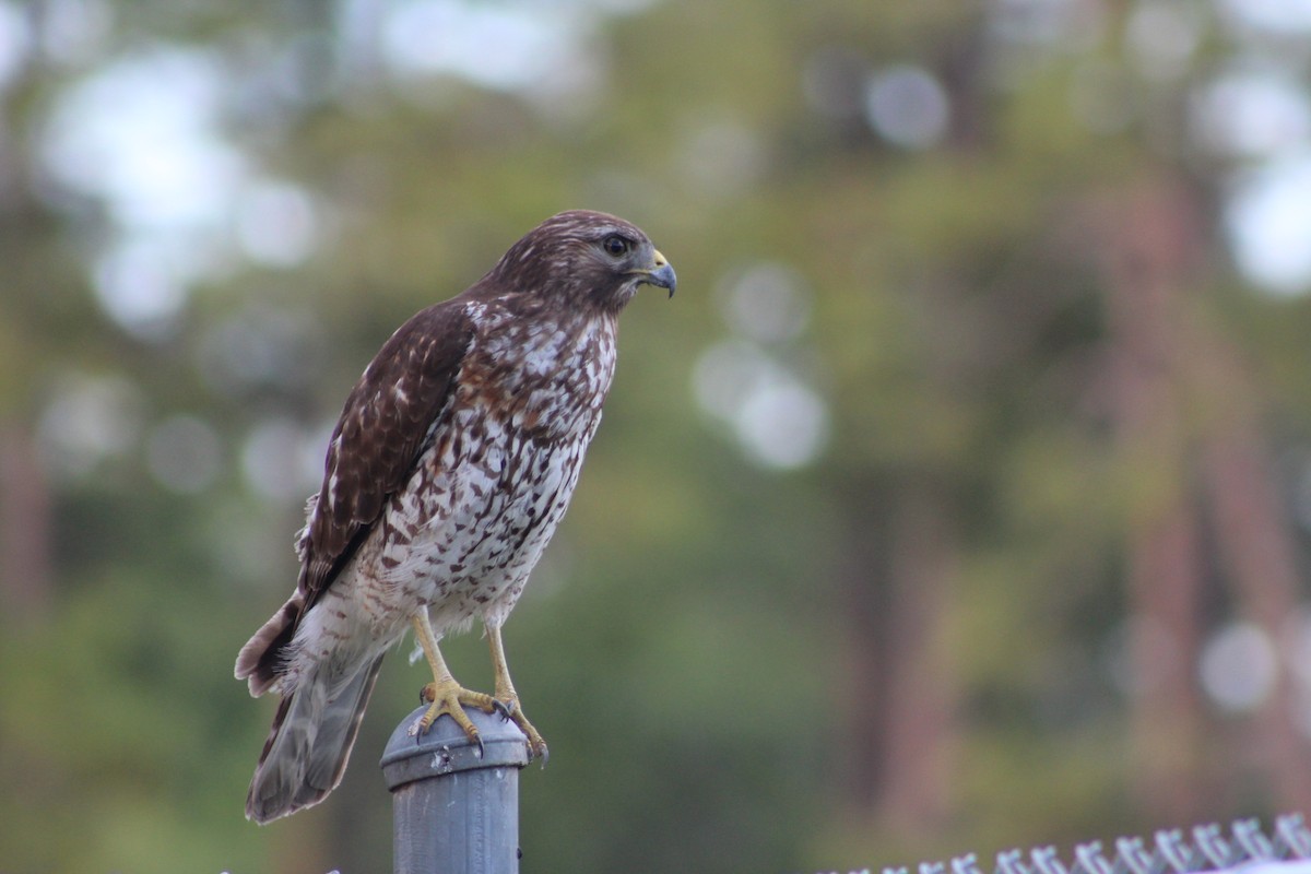 Red-shouldered Hawk - ML52630751