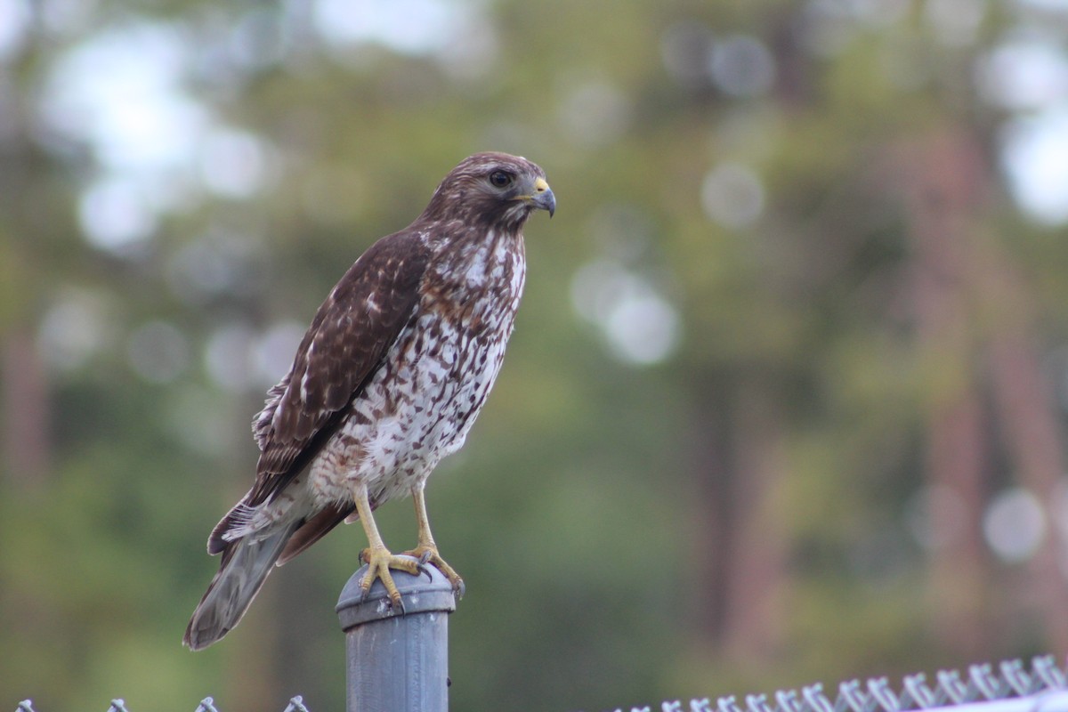 Red-shouldered Hawk - ML52630761