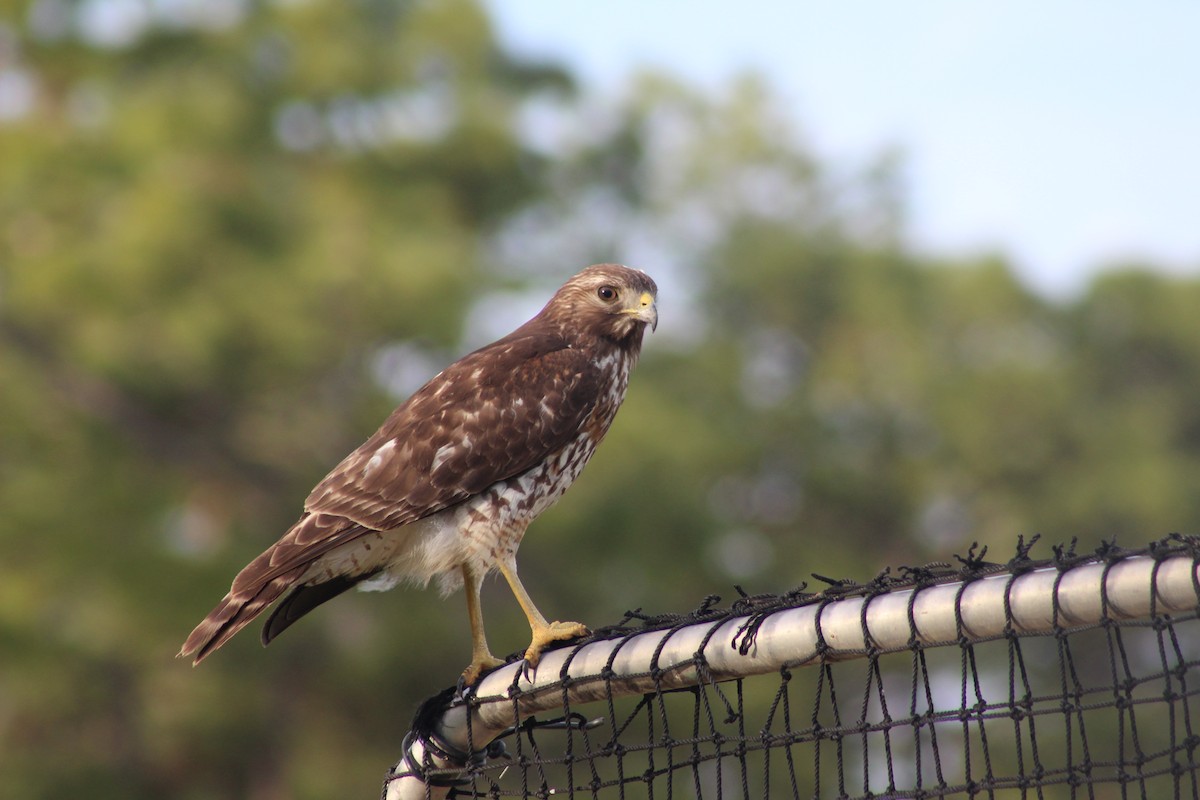 Red-shouldered Hawk - ML52630961