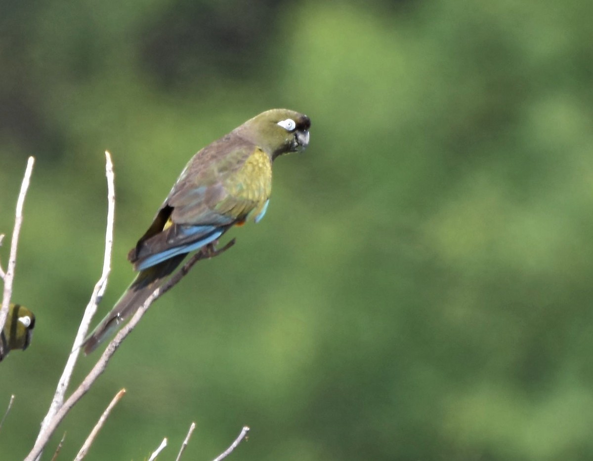 Burrowing Parakeet - ML526310081