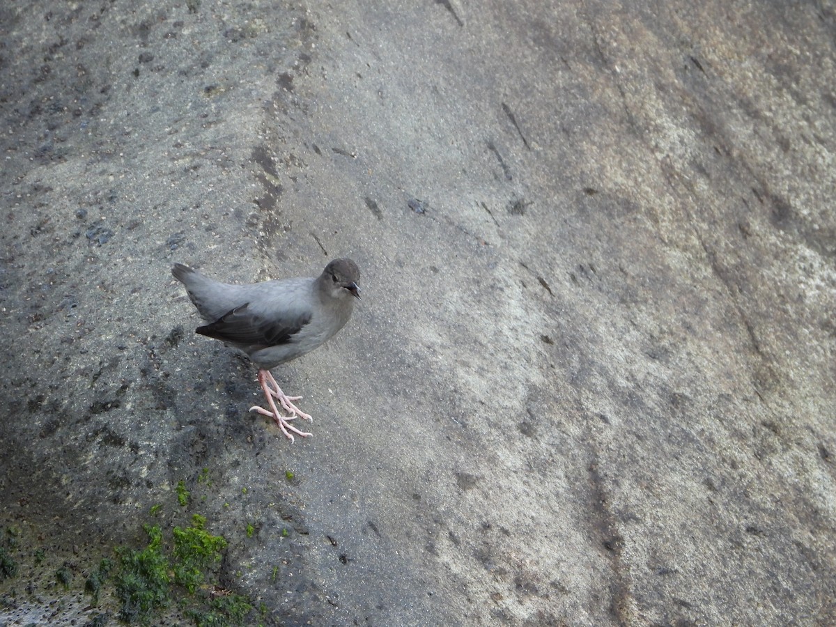 gråfossekall (ardesiacus) - ML526311441