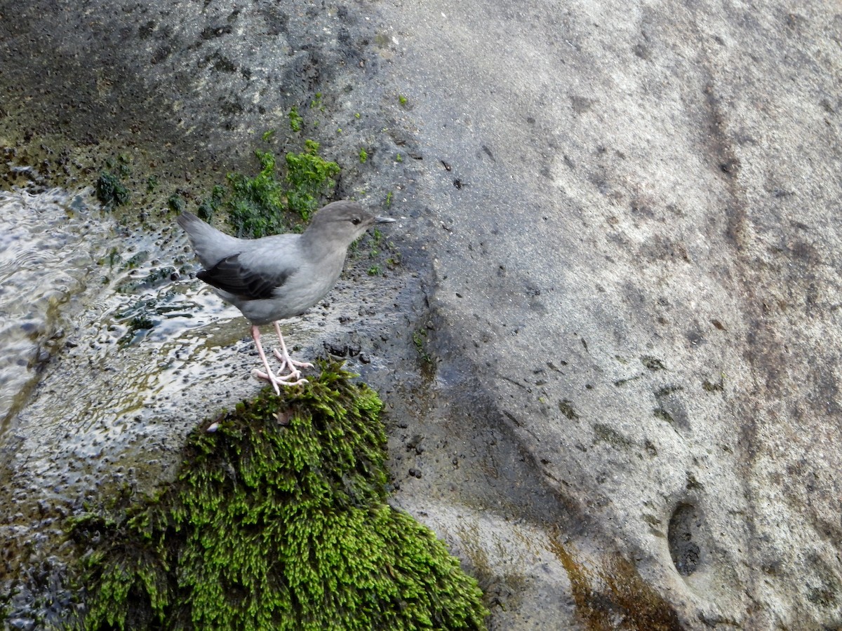 Grauwasseramsel (ardesiacus) - ML526311461