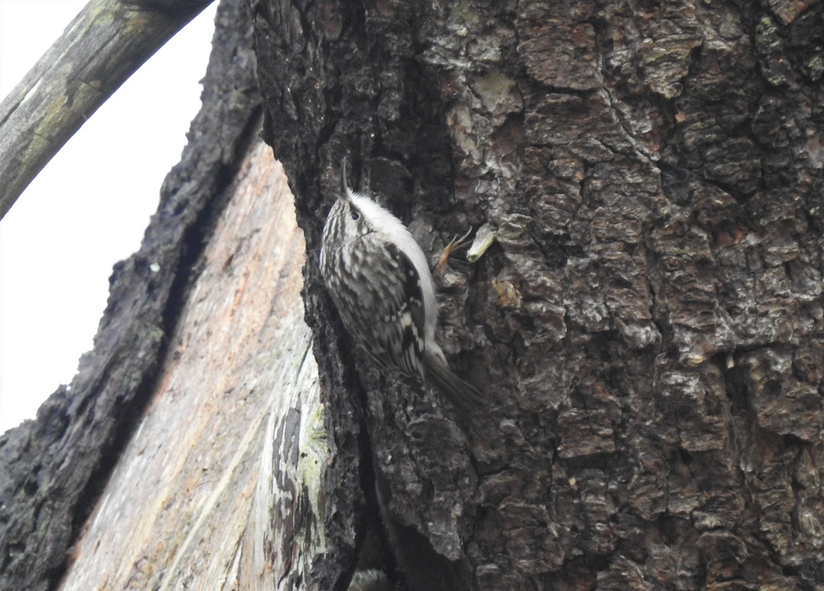 Brown Creeper - Vincent Glasser