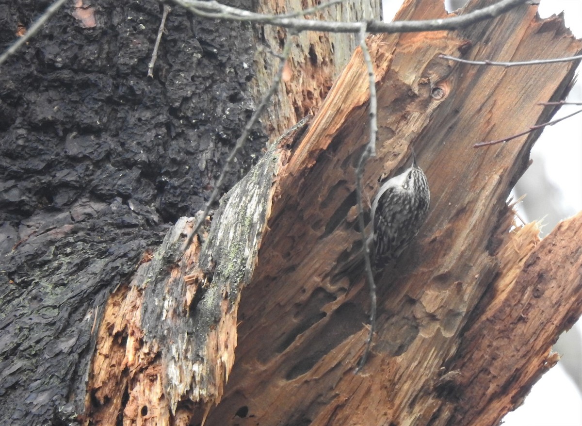 Brown Creeper - Vincent Glasser