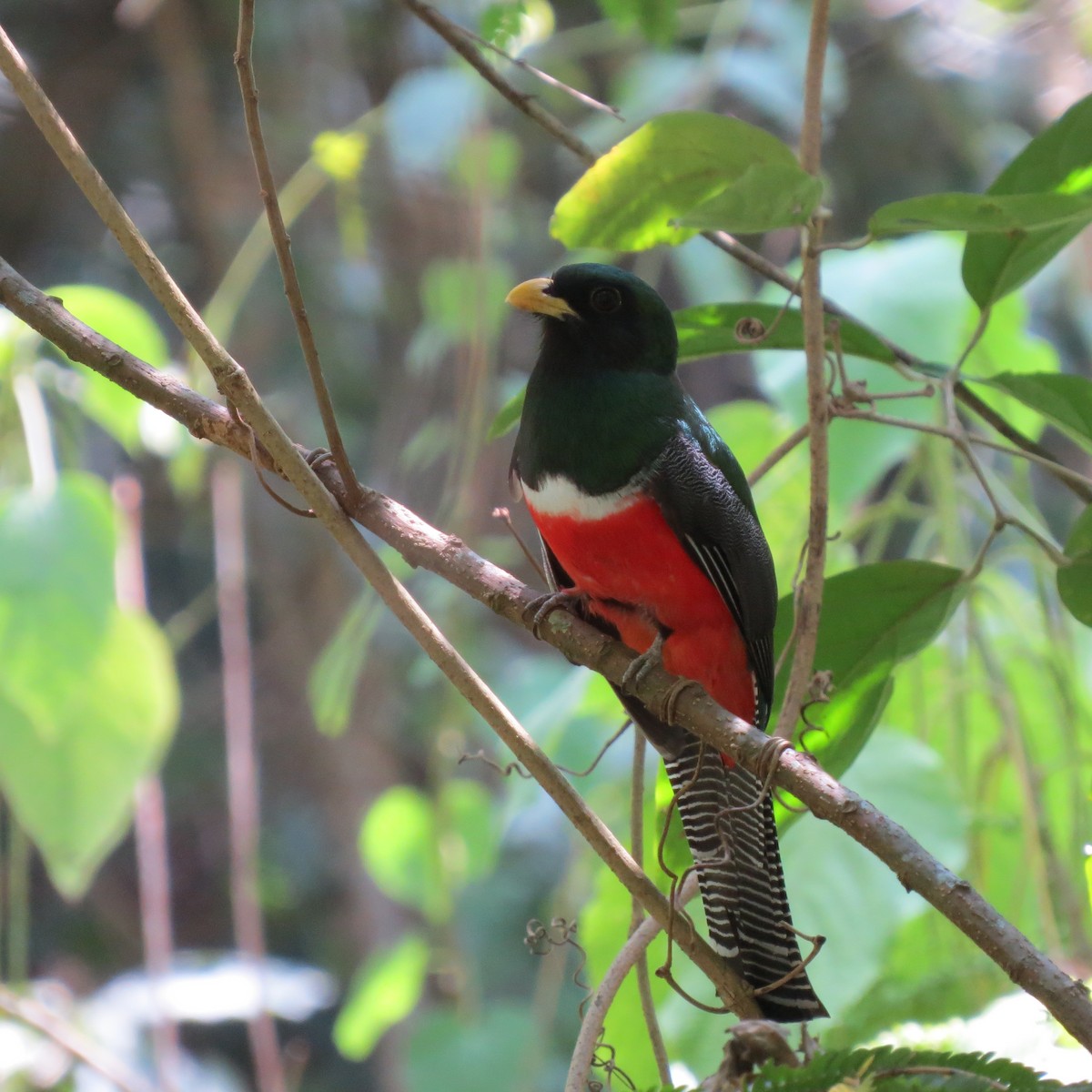 Collared Trogon (Xalapa) - ML52631511