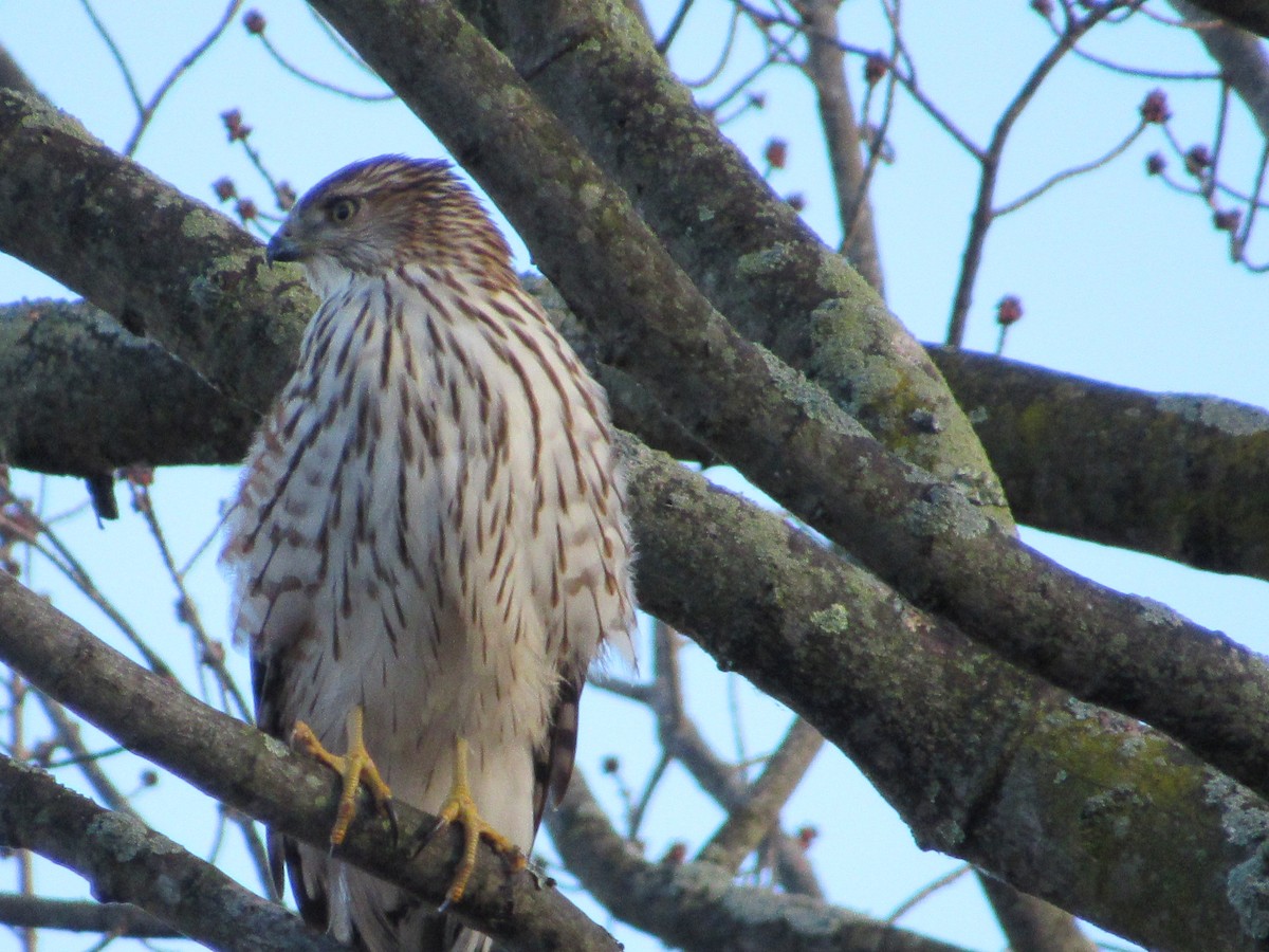 Cooper's Hawk - ML526315601