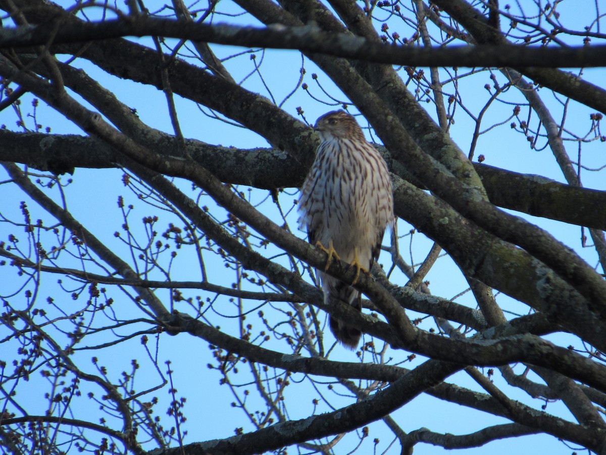 Cooper's Hawk - ML526315651