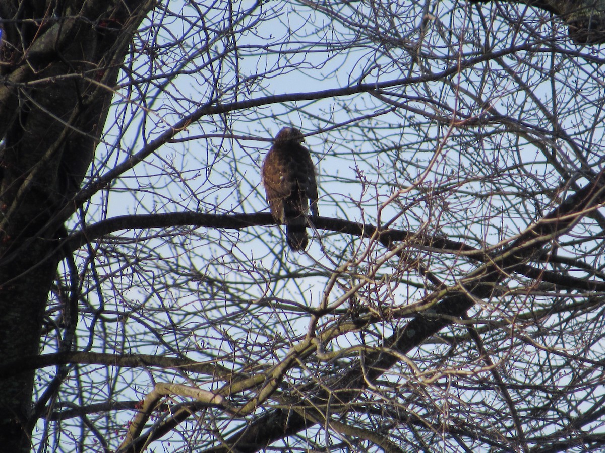 Cooper's Hawk - ML526315711