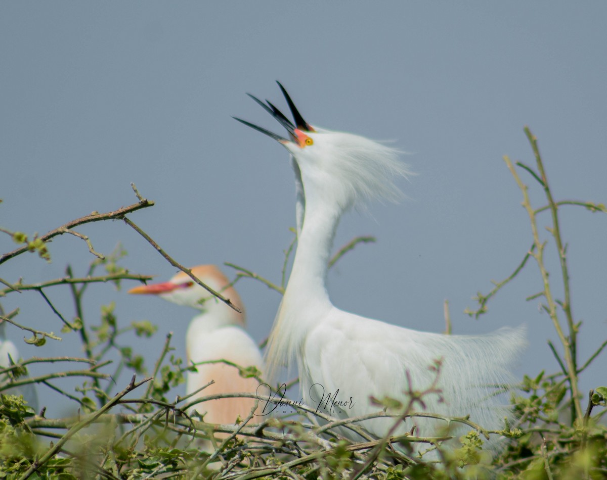 Snowy Egret - Danni A. Vásquez Menor