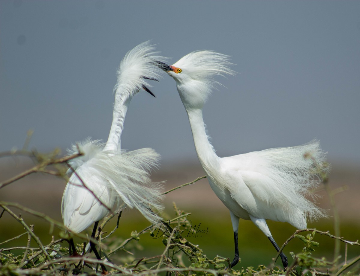 Snowy Egret - ML526317941