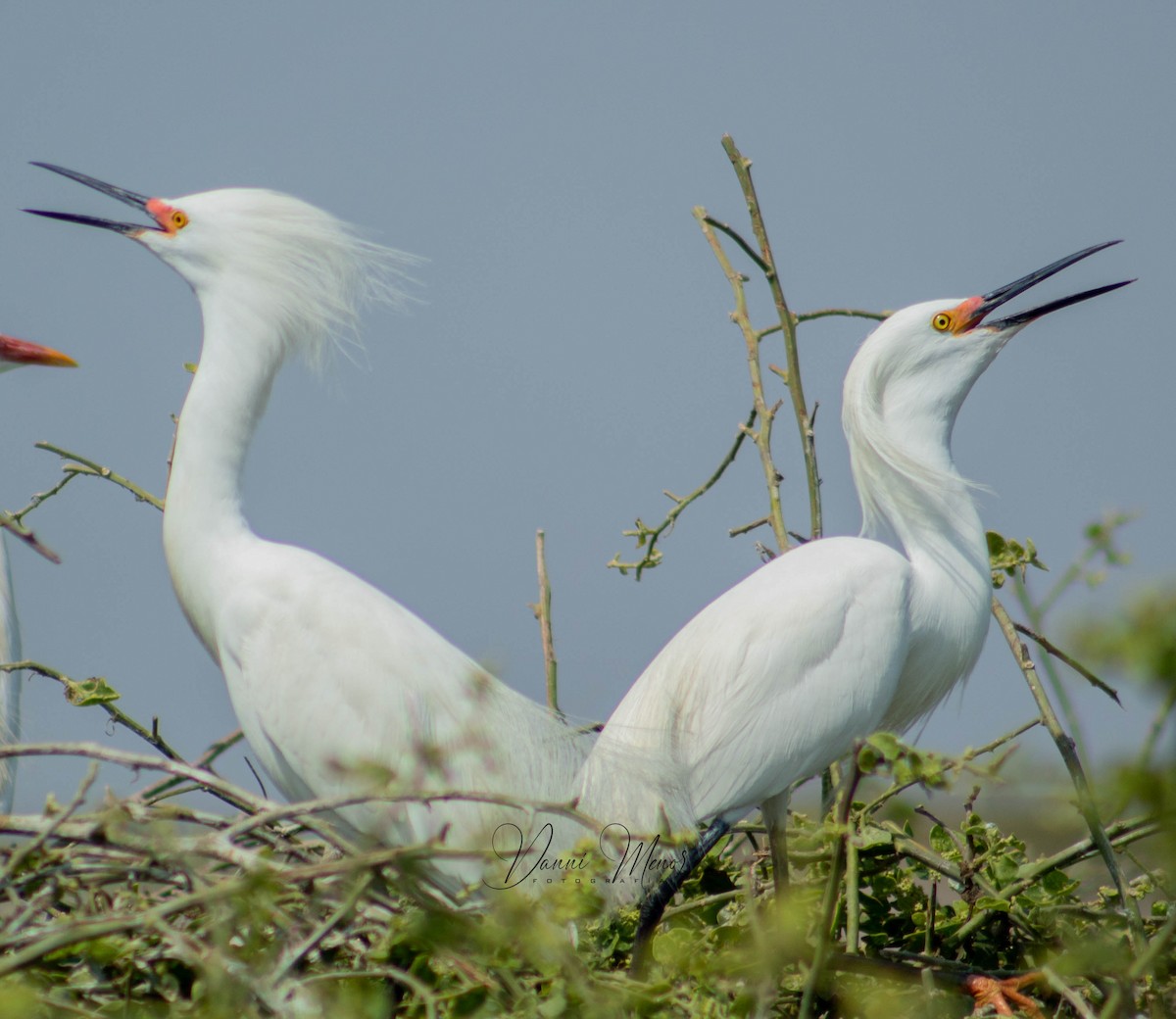 Snowy Egret - ML526317951