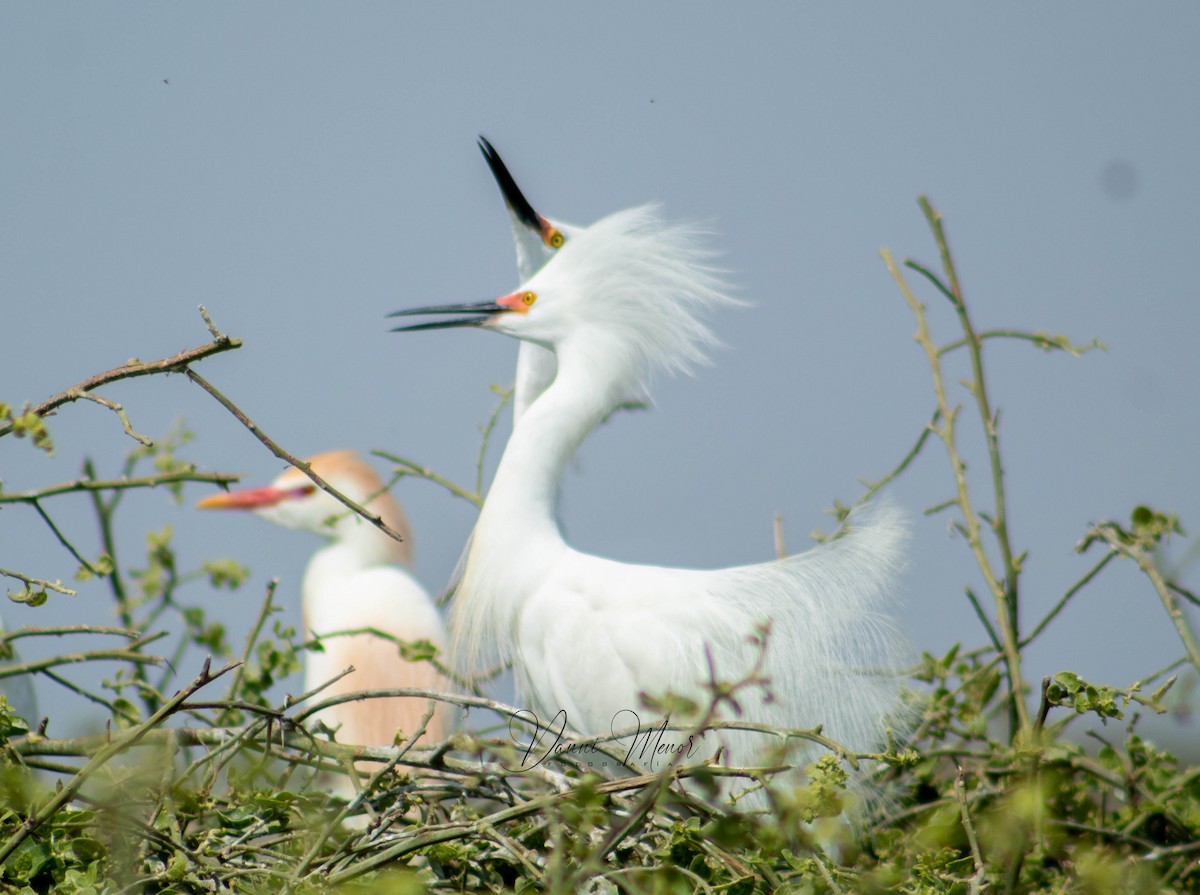 Snowy Egret - ML526317971