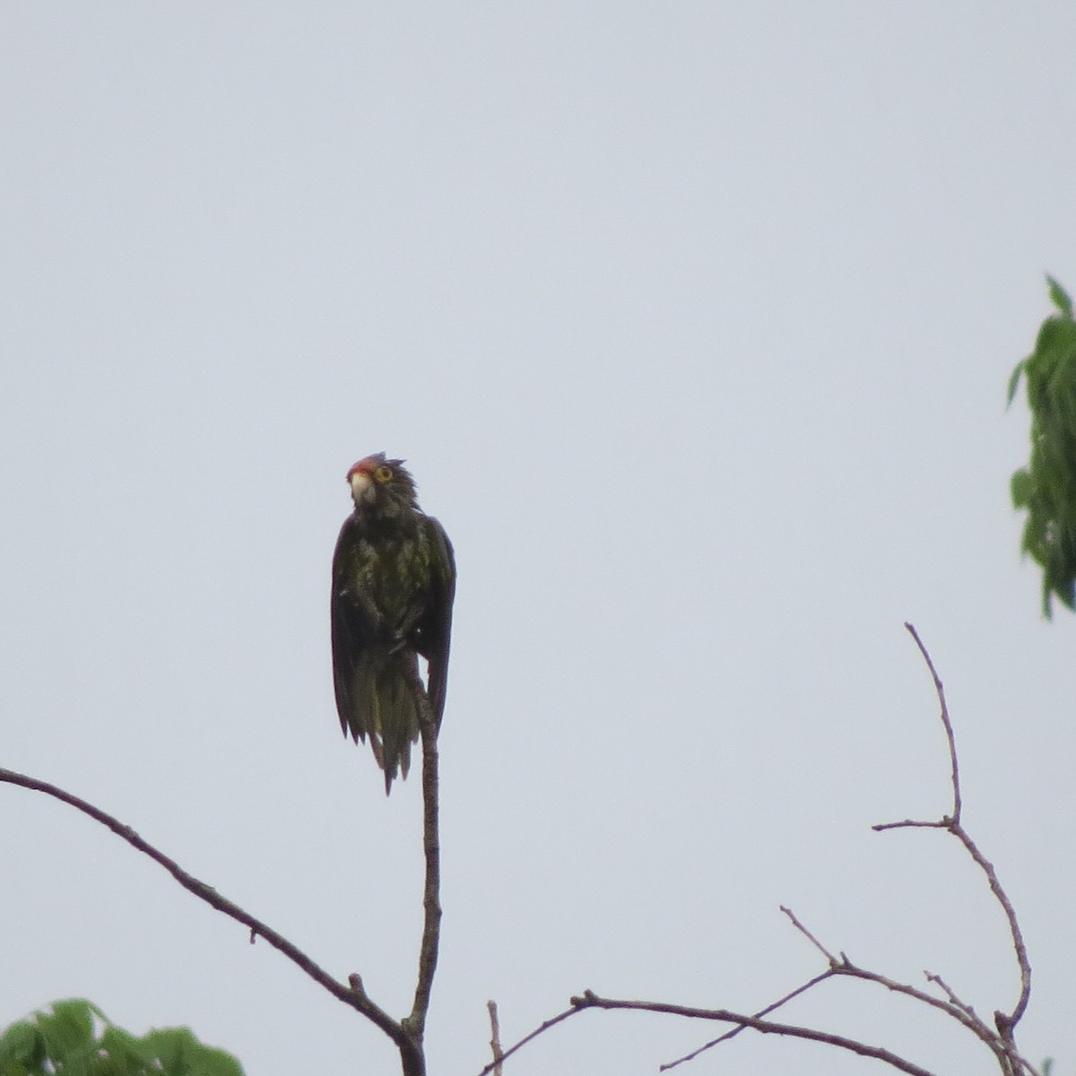 Orange-fronted Parakeet - Georgia Conti