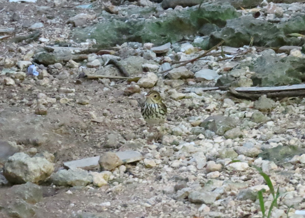 Ovenbird - ML526320401