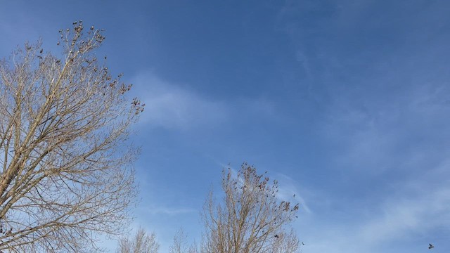 Buztanori boreala - ML526320631