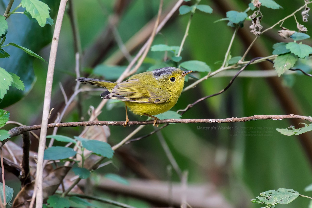 Martens's Warbler - Natthaphat Chotjuckdikul