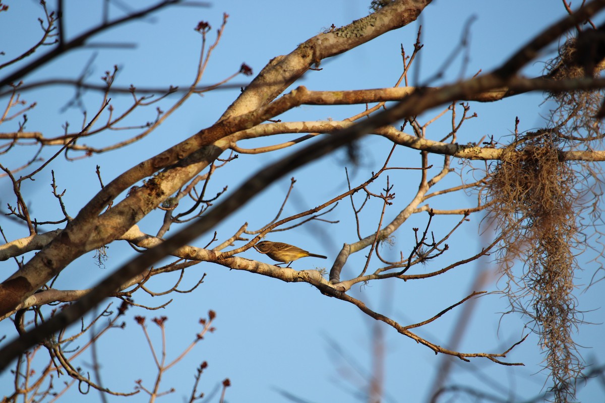 Palm Warbler - Benjamin Birdland