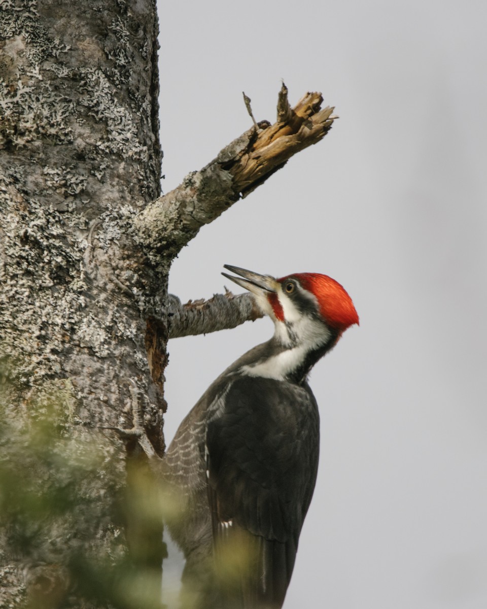 Pileated Woodpecker - ML526321871