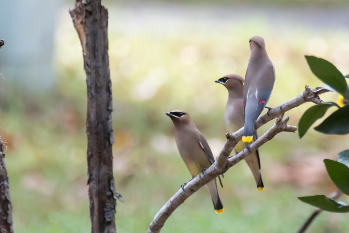 Cedar Waxwing - ML526322091