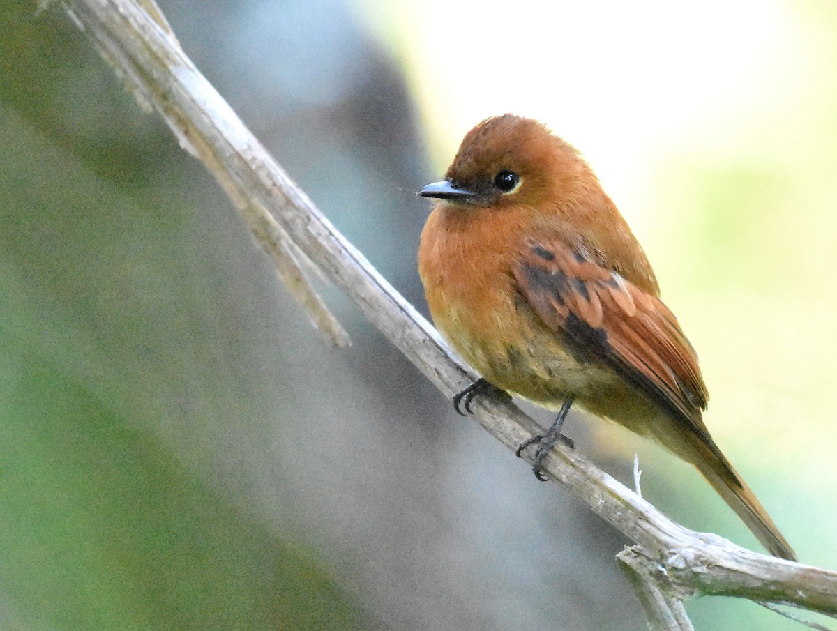 Cinnamon Flycatcher - Jason Vassallo