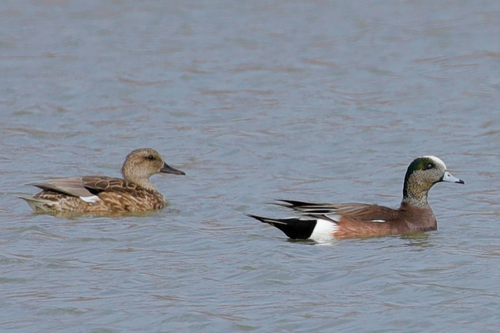 Canard d'Amérique - ML526322571