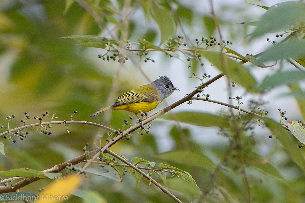 Gray-headed Canary-Flycatcher - ML526322691