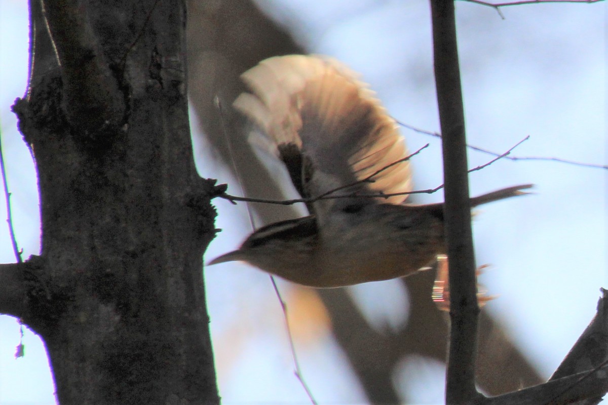 Carolina Wren - Betty Thomas