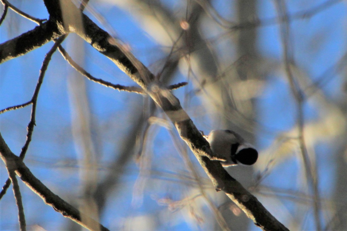 Carolina Chickadee - ML526323301